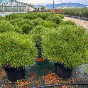 Borovica čierna (Pinus nigra) ´PIERRICK BREGEON´® - výška 40-60 cm, ⌀ 50-70 cm, kont. C25L